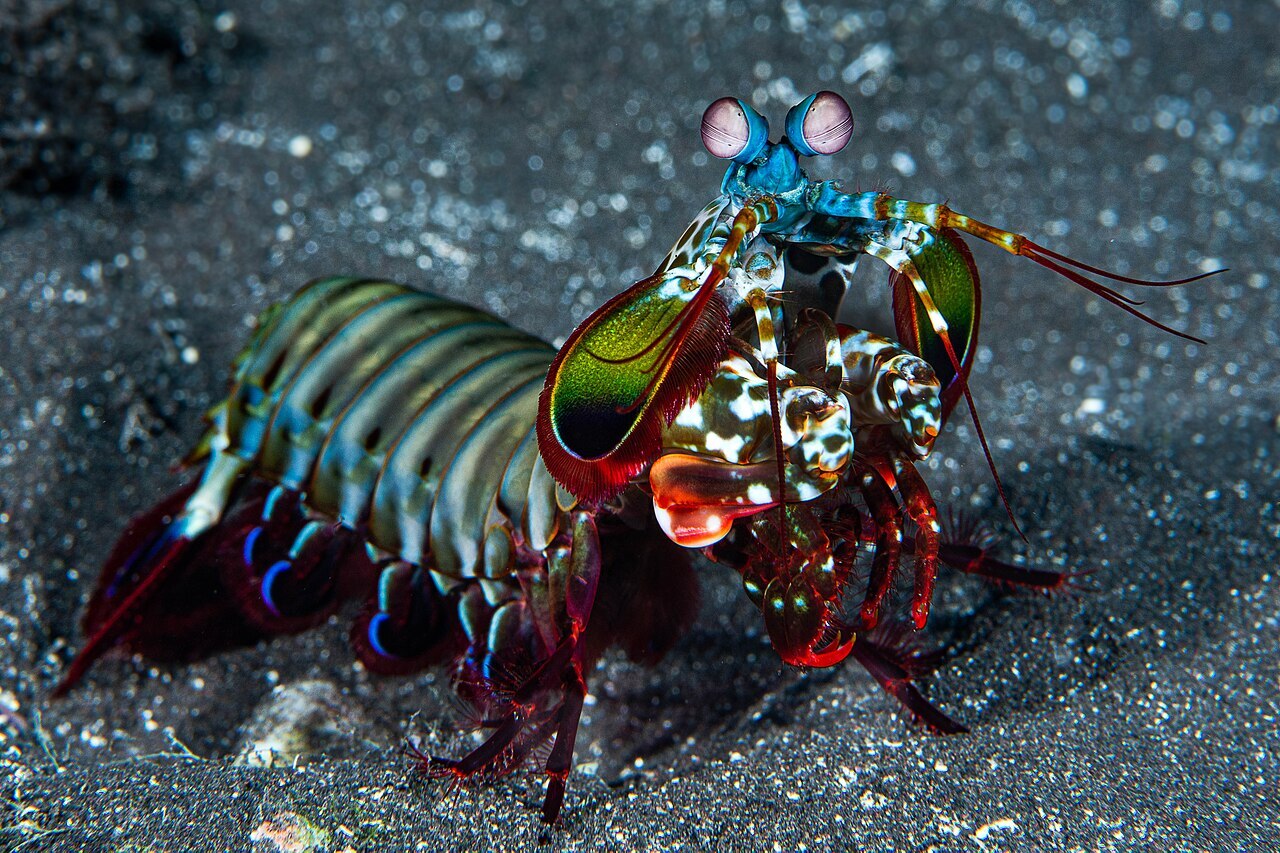 Odontodactylus scyllarus Réunion 2