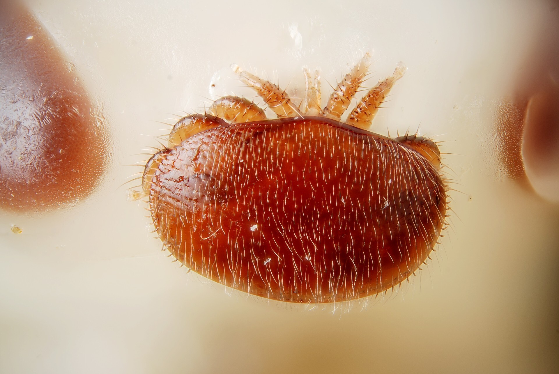 Thumbnail Varroa destructor
